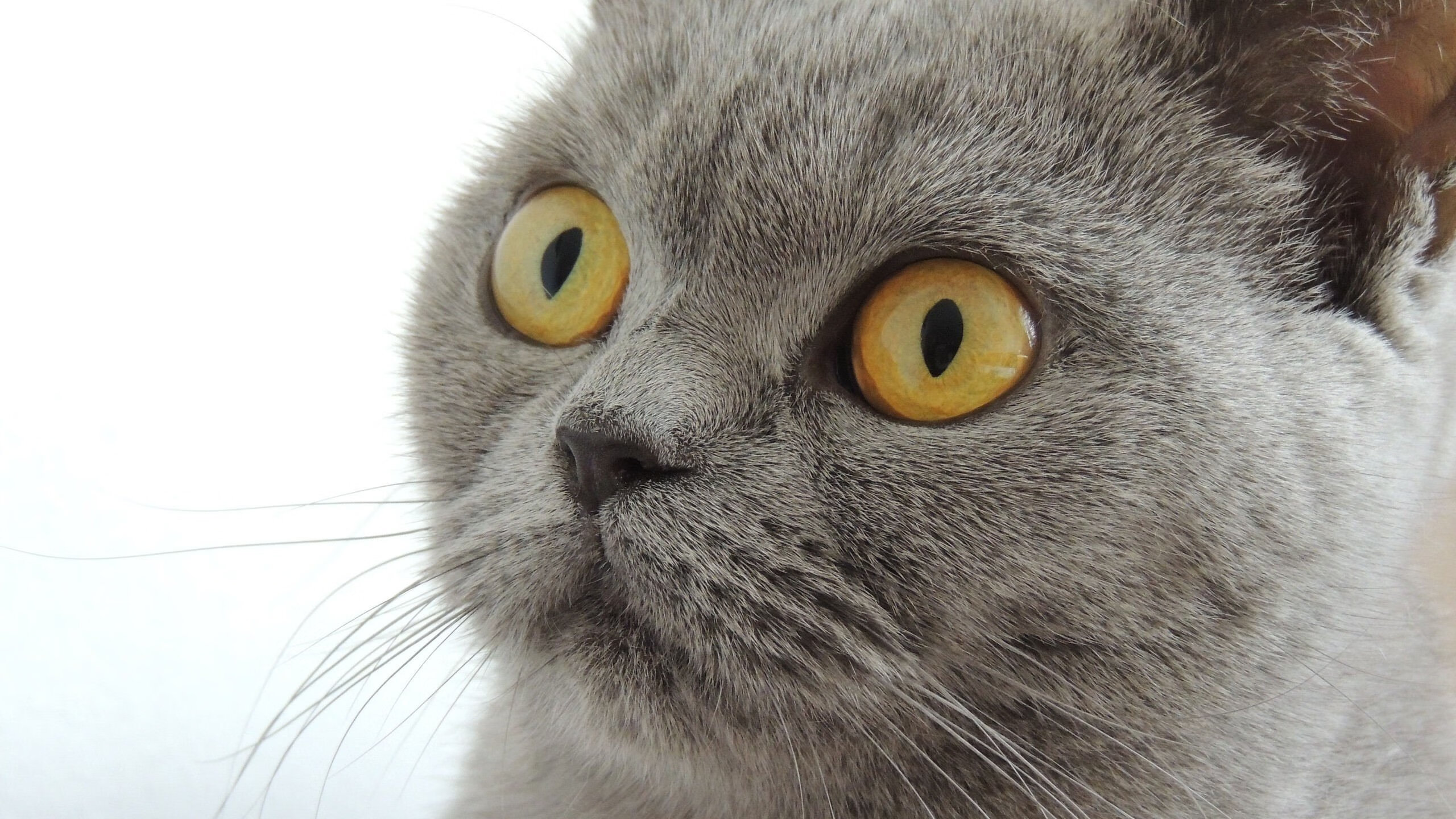 唯一性之光，韩国队逆转德国队的奇迹与石宇奇的高光时刻