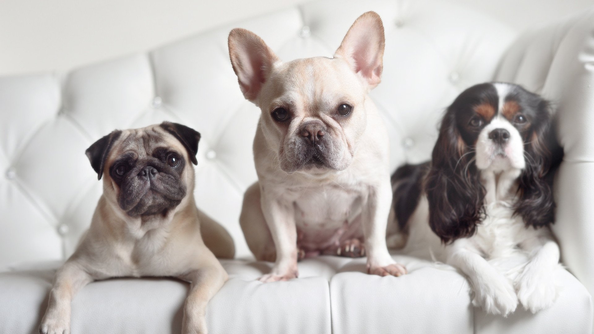 爱游戏下载-两个世界的胜利，印度队险胜德国队与石宇奇刷新纪录的平行叙事