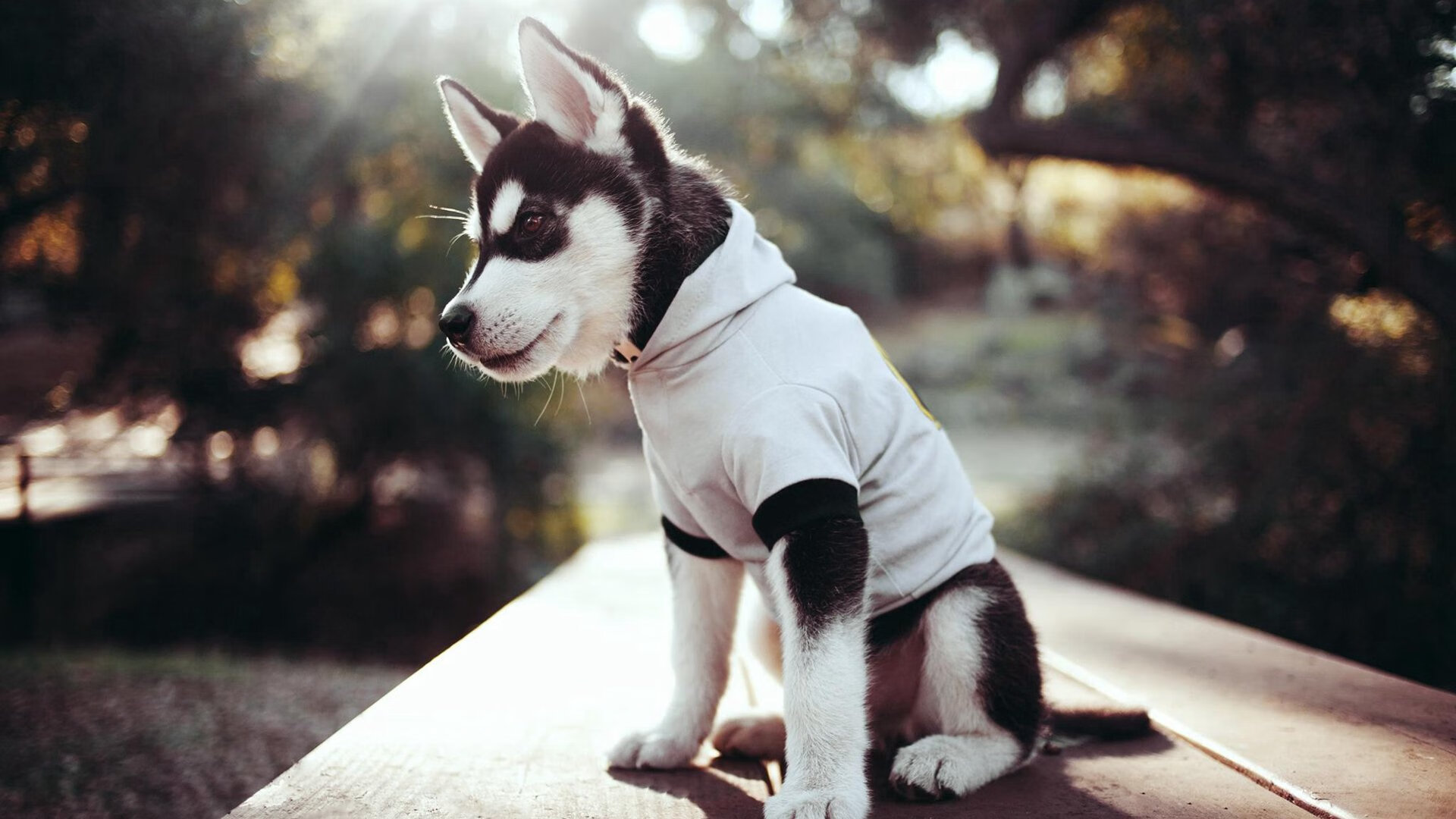 蒂亚戈之夜，当绿茵哲学家用一脚写意击败卡塔尔金元帝国