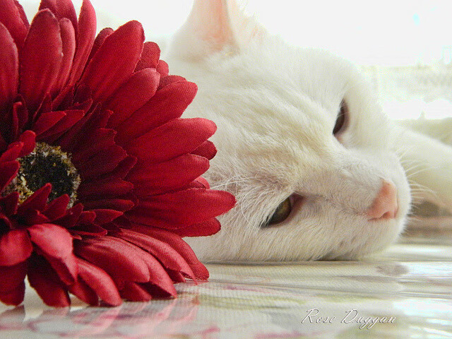 爱游戏官方入口-绿白军团对阵非洲雄狮，罗德里独造三球点燃友谊赛夜空