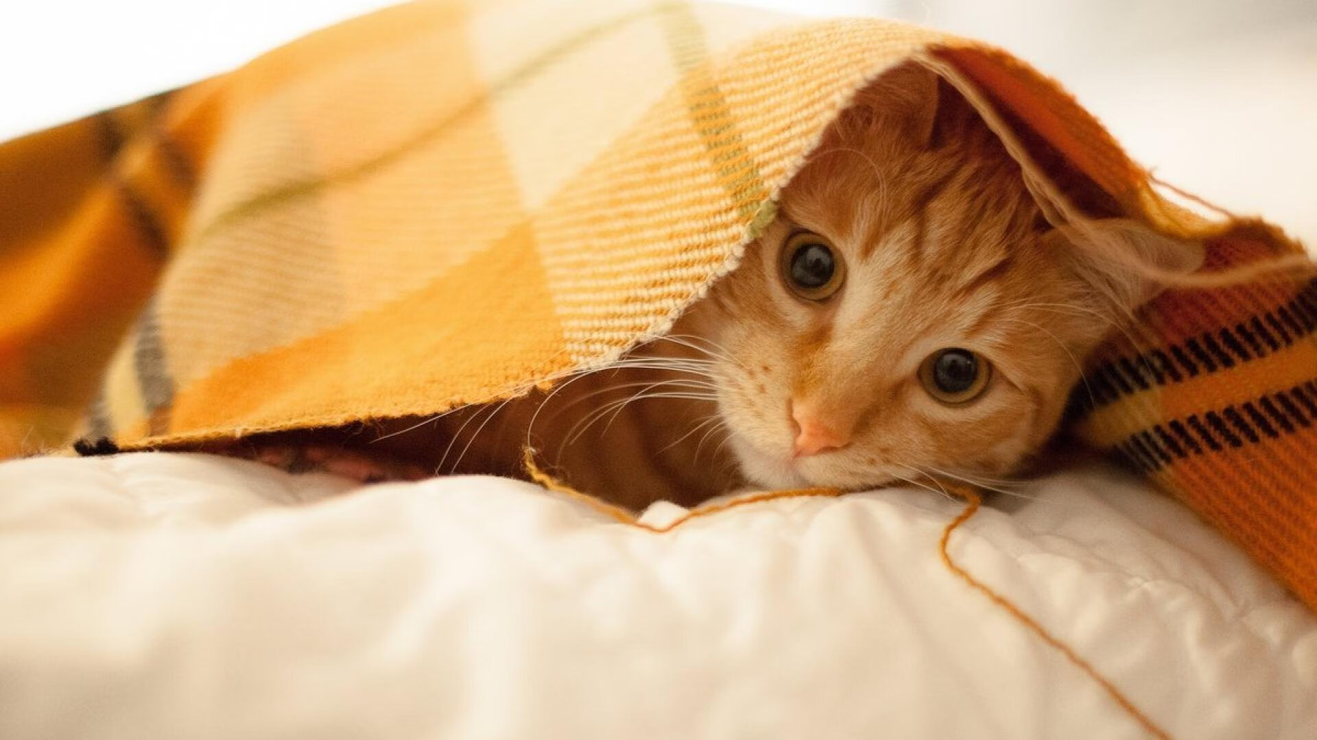 爱游戏在线-孤胆英雄！杰伦·格林加时赛一剑封喉，快船死里逃生