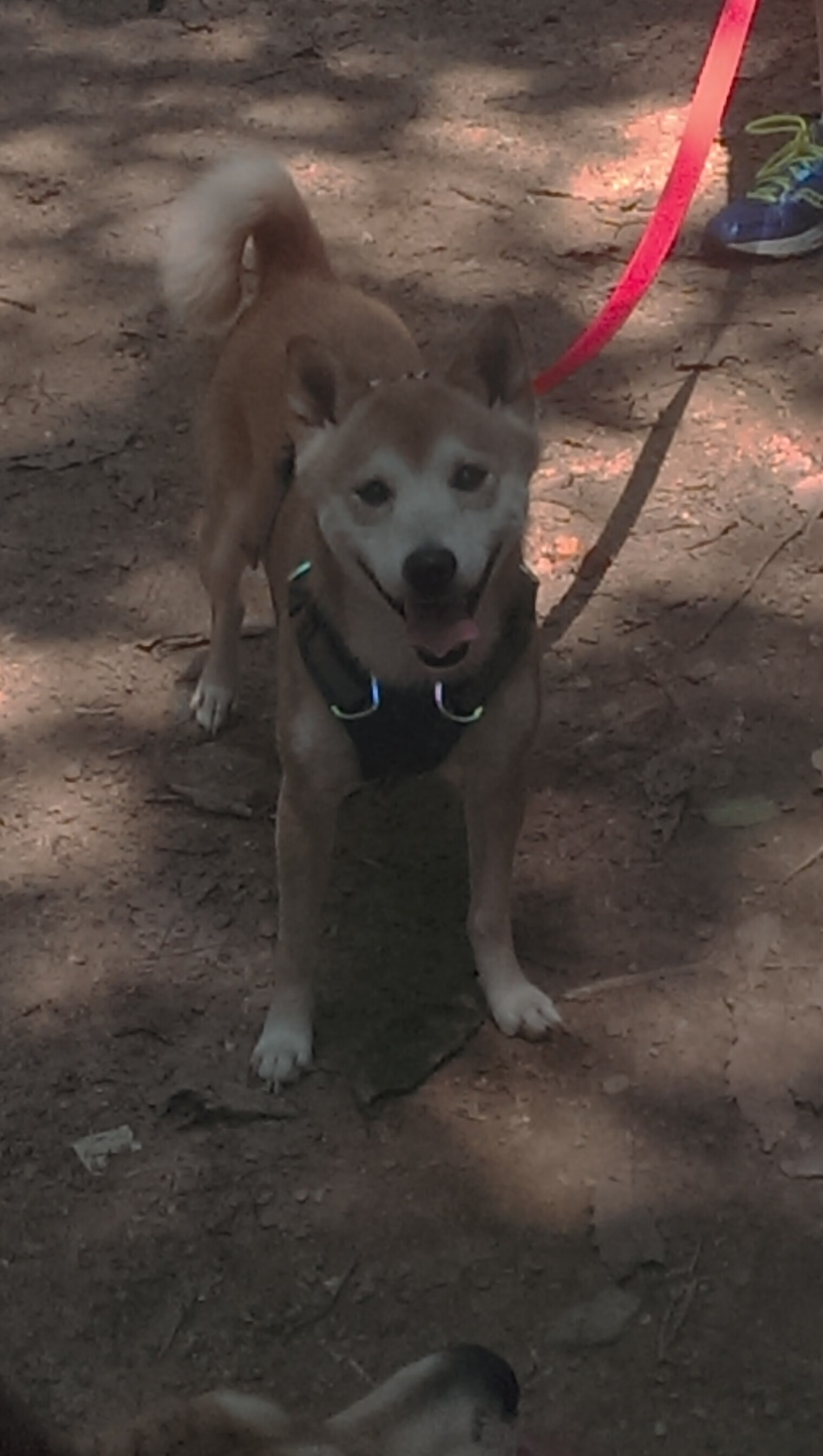 今夜篮球诗人远渡重洋，当德罗赞的从容穿刺英超的疯狂