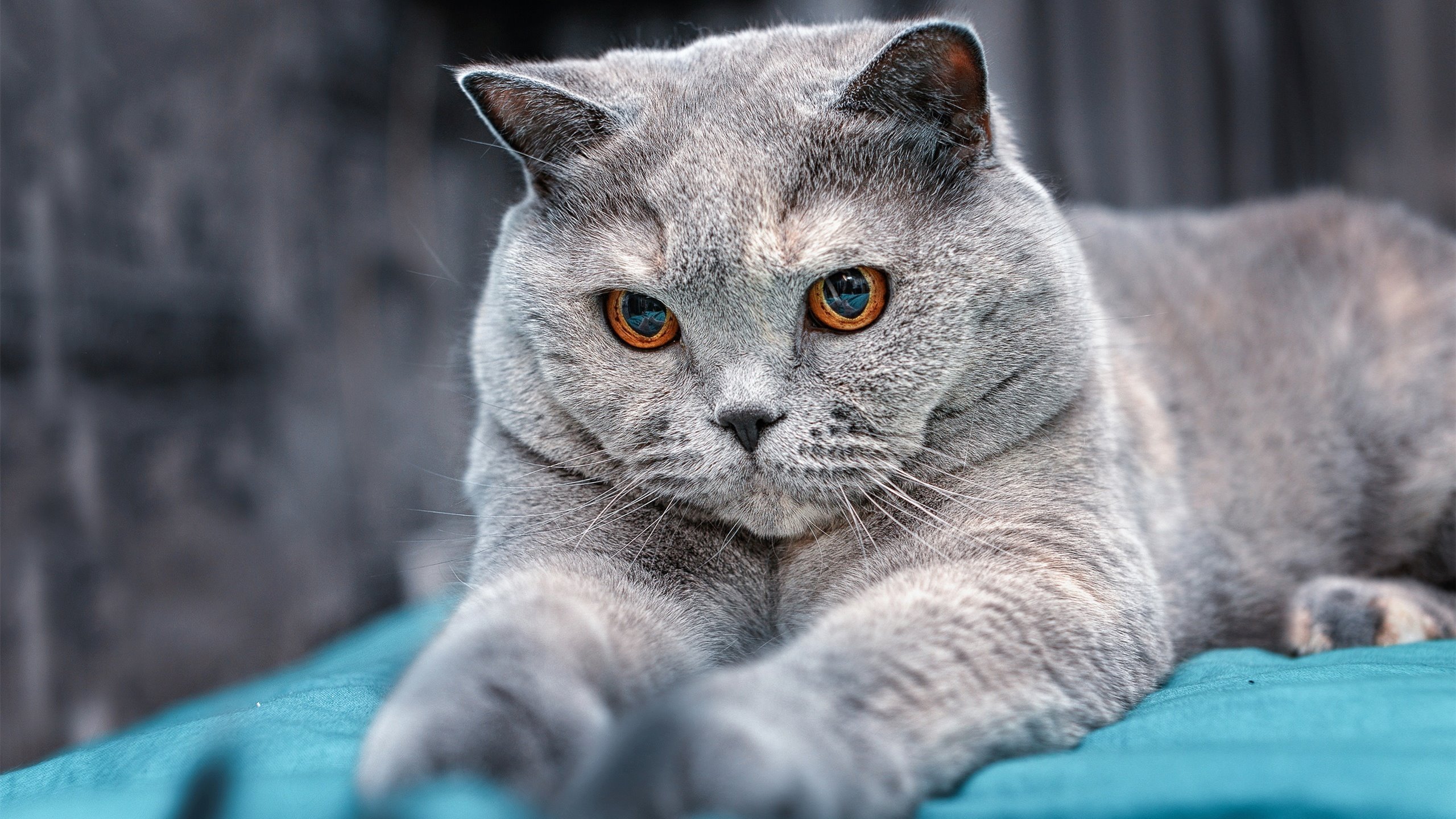 冷血者与热战,利拉德如何在蜂群撕咬中雕刻胜利