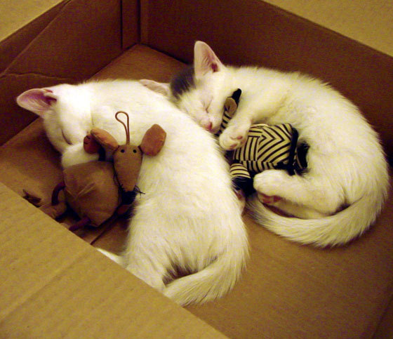 跨越东西半球的鹈鹕奇迹，从CBA逆转之夜到巴黎奥运的接管时刻