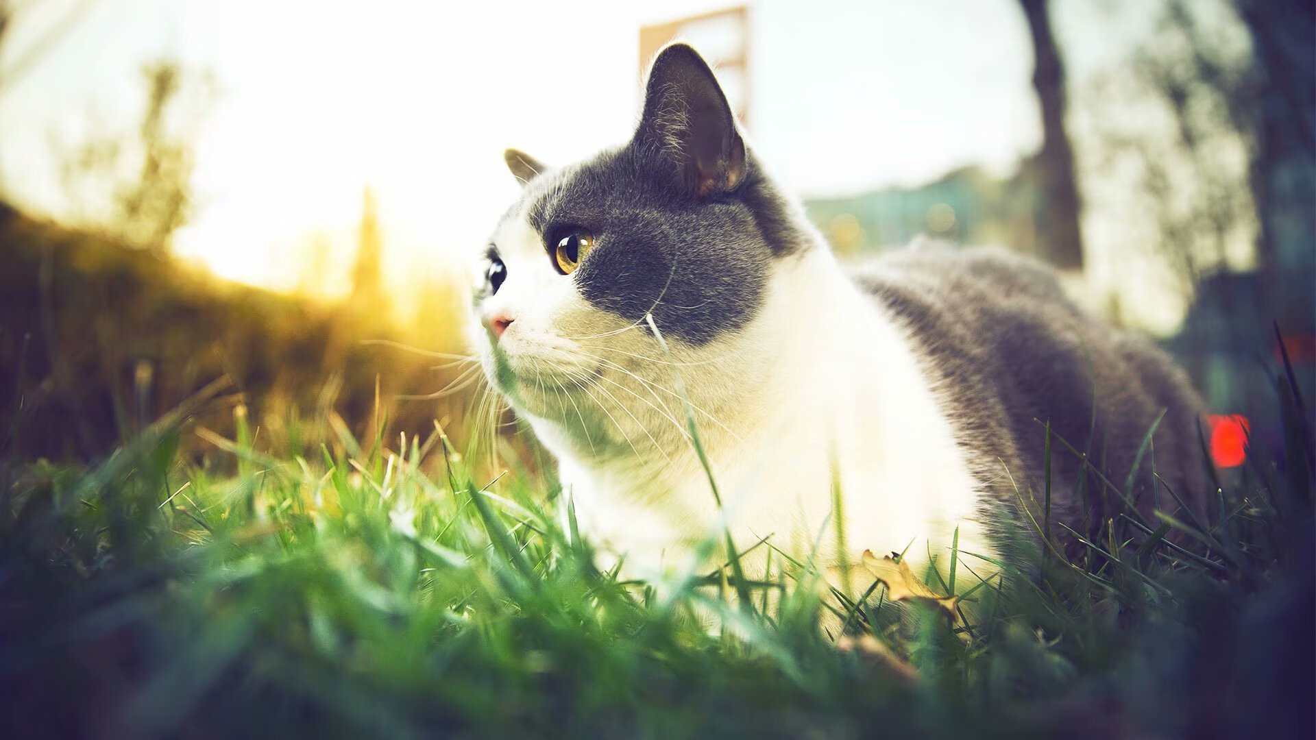 终场哨响的共鸣，塞内加尔绝杀米兰夜，格列兹曼舞动超越胜负的艺术