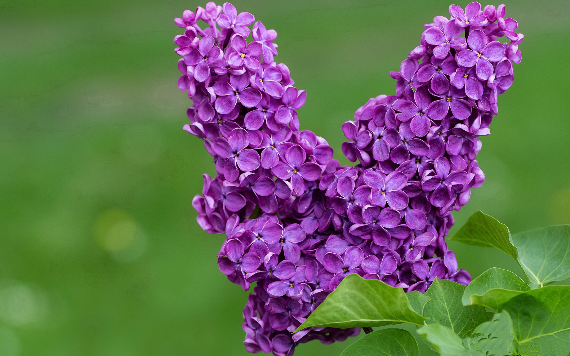 爱游戏娱乐-复仇烈焰中绽放的顶级射手，克莱·汤普森关键时刻引领凯尔特人狂胜热火