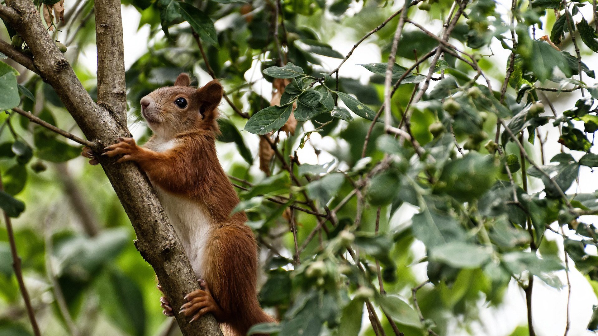 单骑闯关，奥纳纳一传一射定乾坤，埃及强势攻克哥斯达黎加铁壁
