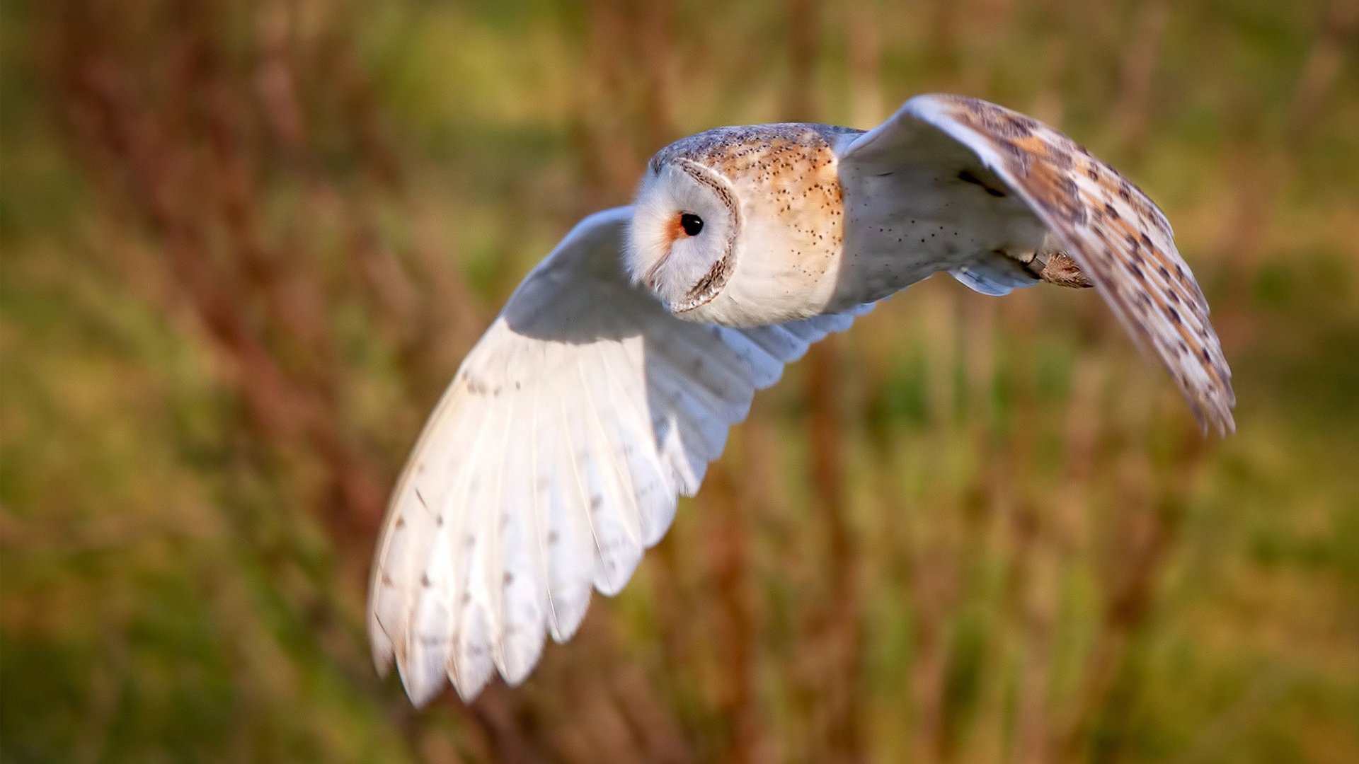 抢七夜,范弗利特,从平凡血统到救世主的九十分钟统治