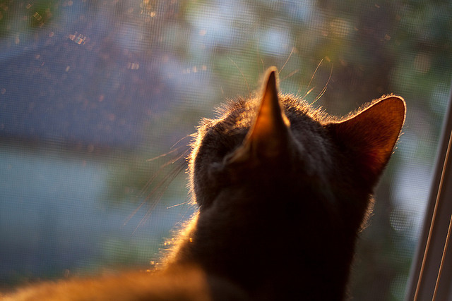 双重纬度,萨内的战术冰封与厄瓜多尔的钢铁丛林