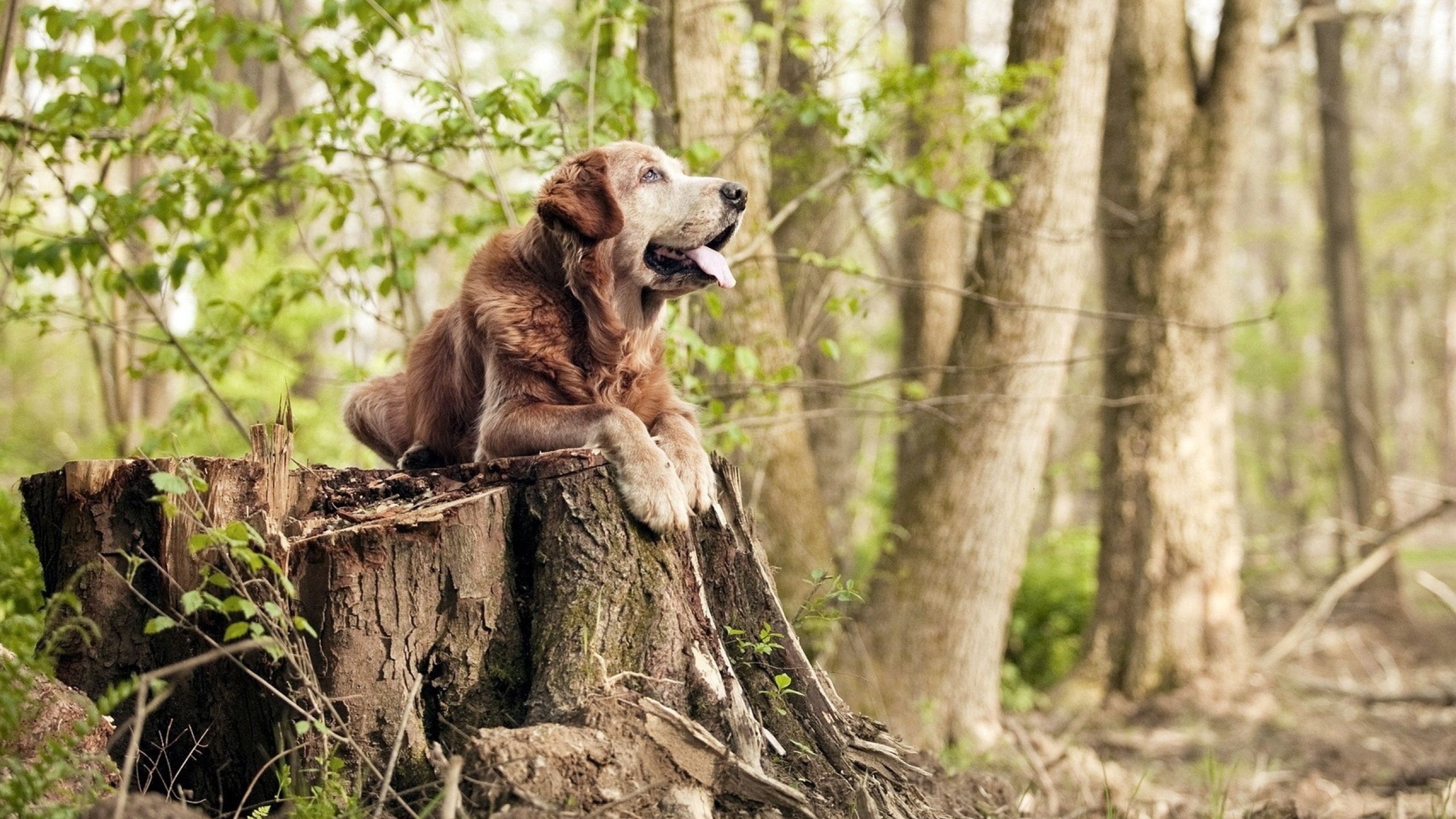 定海神针范戴克，阿根廷史诗逆转毕尔巴鄂的关键先生