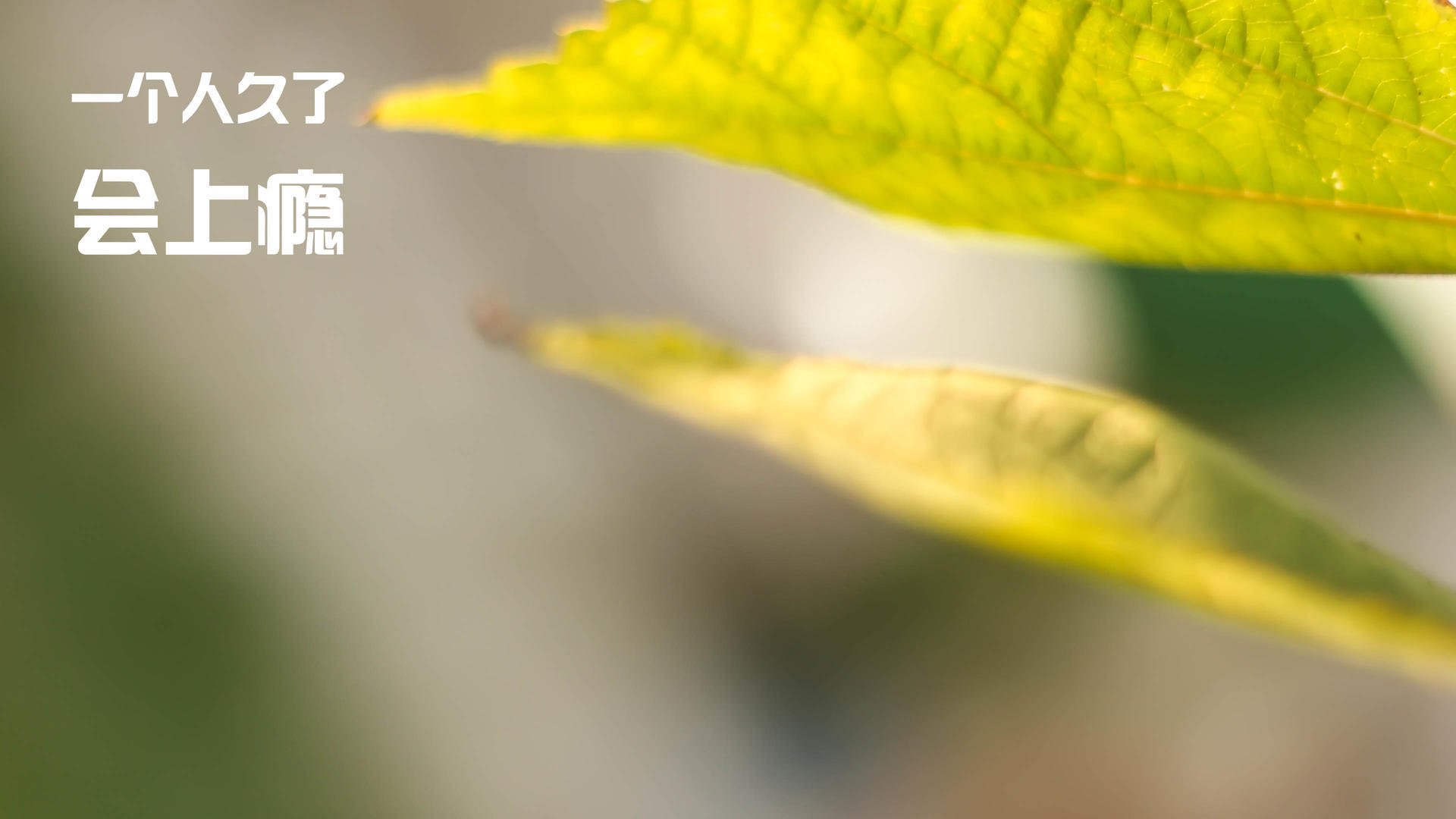 塔图姆化身绿茵关键先生？不，这是属于篮球的欧冠征服夜