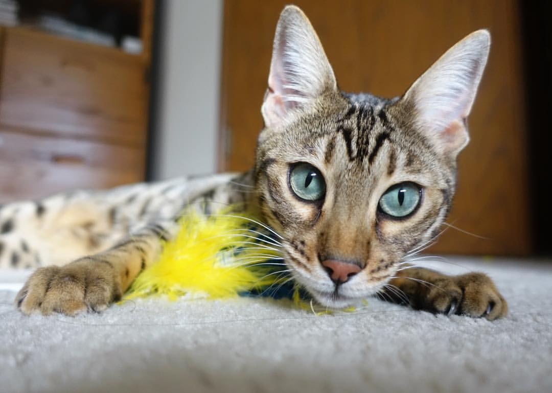 末节狂轰28分！贝恩导演惊天逆转，尼克斯表演赛狂胜广厦队