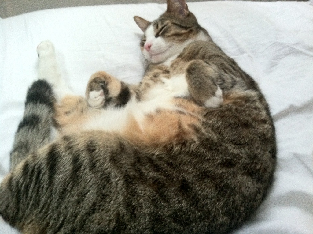 当一个NBA的MVP，决定改写FIBA历史