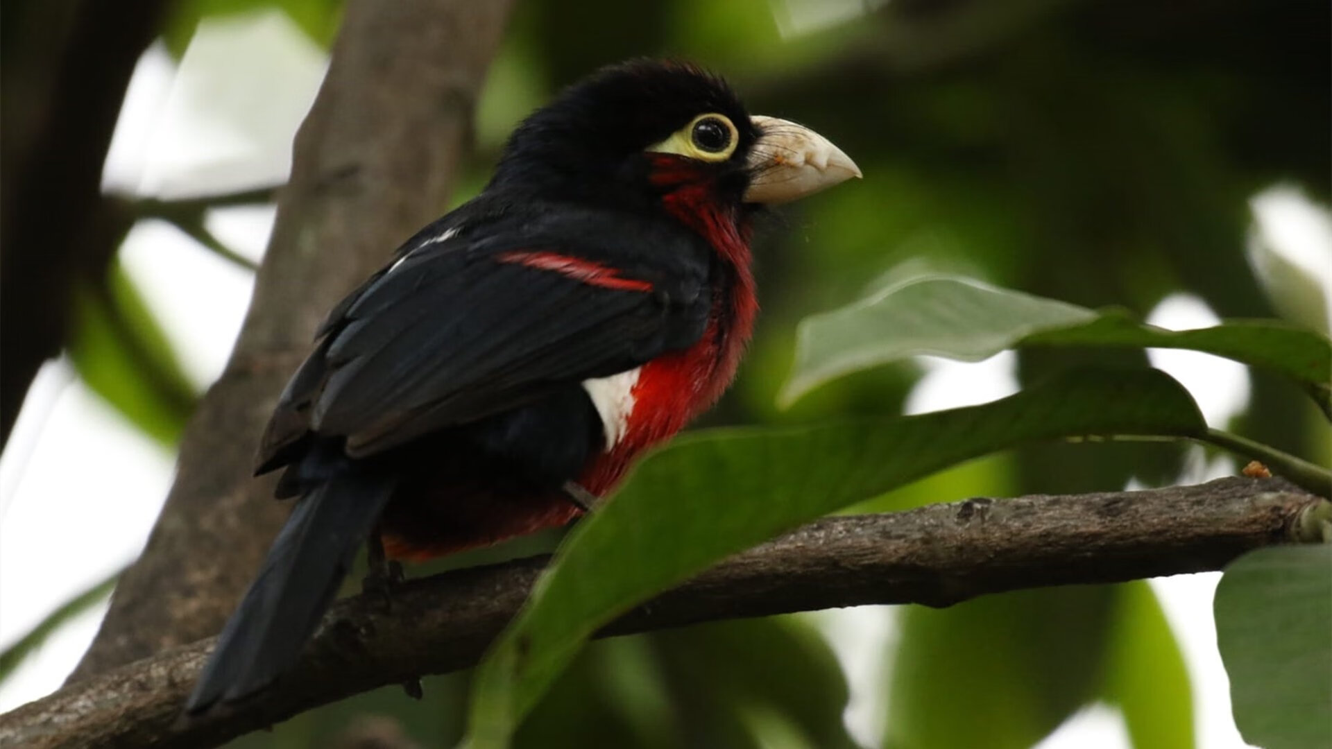 英雄的两面，罗德里在场内爆发，厄瓜多尔在场外压哨击败那不勒斯