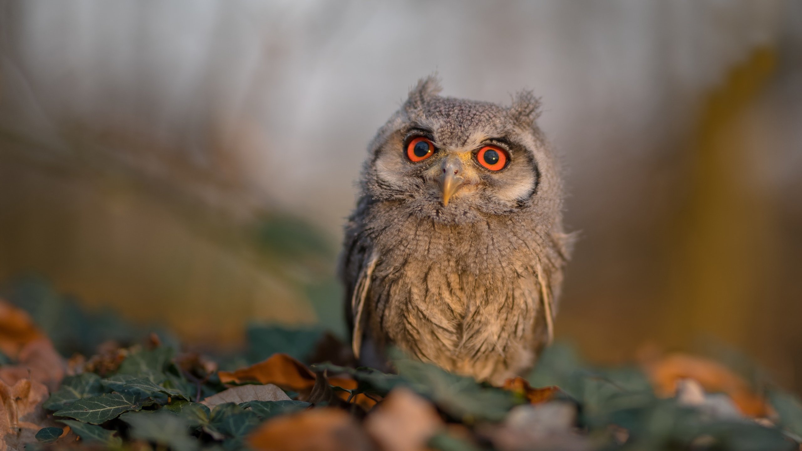 冷面刺客伦纳德末节狂飙19分，爵士加时血战力克新疆队