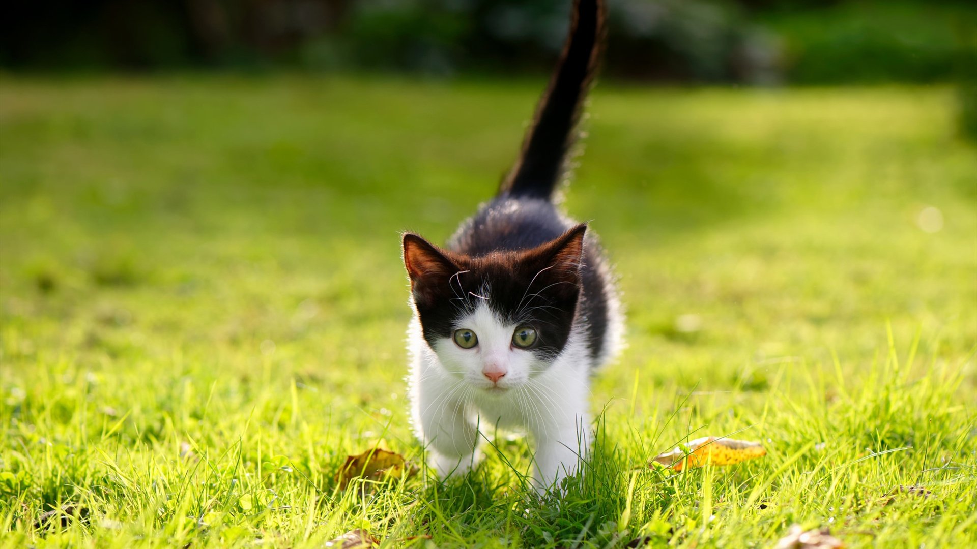 篮球之美的两种写法，当独行侠的铁血遇上塔图姆的神迹